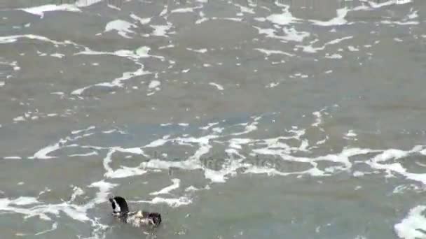 Pinguim de Magalhães de Punta Tombo Patagônia — Vídeo de Stock