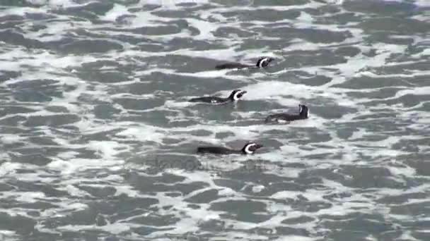 Magellanska pingvin Punta Tombo Patagonien — Stockvideo