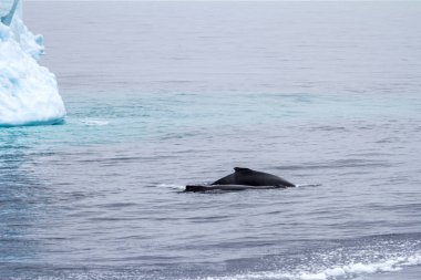Balina - Antarktika Yarımadası - sekmeli buzdağı Bransfield Stra