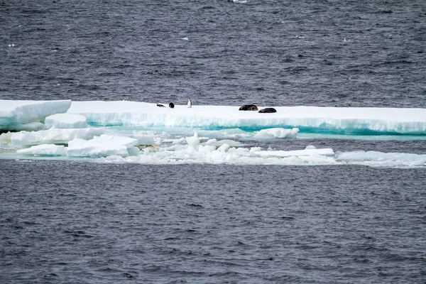 南極大陸 - 浮かぶ氷 - 地球温暖化 — ストック写真