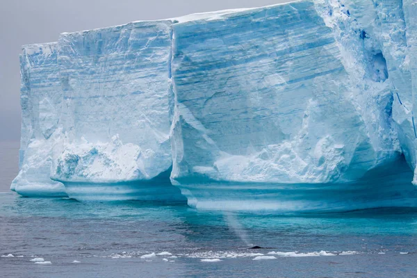Wieloryb - Półwysep Antarktyczny - Iceberg tabelarycznych w Stra Bransfielda — Zdjęcie stockowe