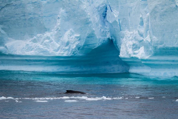 Whale - Antarktiska halvön - tabellform isberg i Bransfield Stra — Stockfoto
