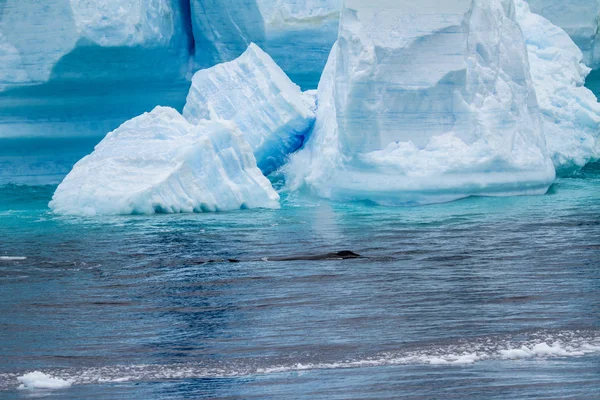 Wieloryb - Półwysep Antarktyczny - Iceberg tabelarycznych w Stra Bransfielda — Zdjęcie stockowe