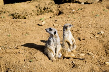 Meerkat oturur ve etrafına bakıyor