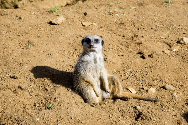 Meerkat senta-se e olha em volta — Fotografia de Stock