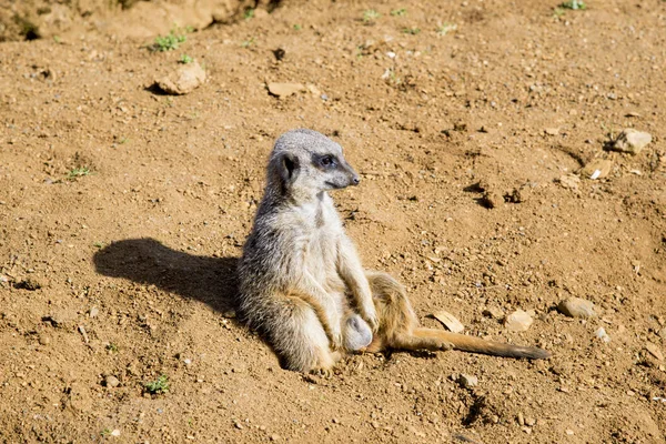 Meerkat se sienta y mira a su alrededor — Foto de Stock