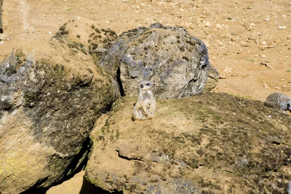 Meerkat сидит и смотрит вокруг — стоковое фото