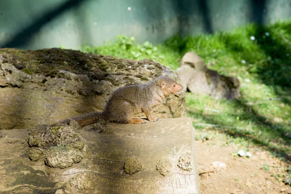 Common Dwarf Mongoose (Helogale parvula) — Stock Photo, Image