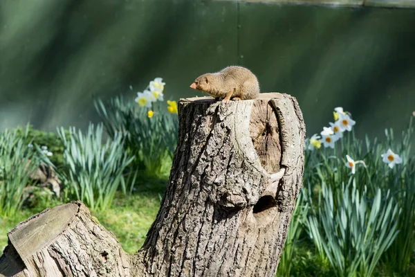 Common Dwarf Mongoose (Helogale parvula) — Stock Photo, Image