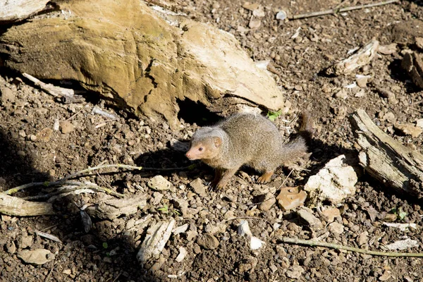 Common Dwarf Mongoose (Helogale parvula) — Stock Photo, Image