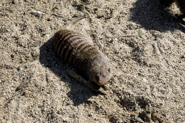 Common Dwarf Mongoose (Helogale parvula)