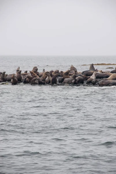 Udsigt Sea Lions Hviler Stranden Kysten Alaska Juneau Auke Bay - Stock-foto