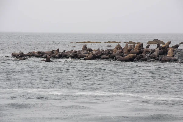 Вид Морских Львов Отдыхающих Пляже Побережья Аляска Джуно Аукский Залив — стоковое фото