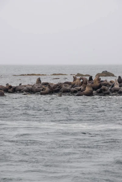 Vue Des Lions Mer Reposant Sur Plage Sur Côte Alaska — Photo
