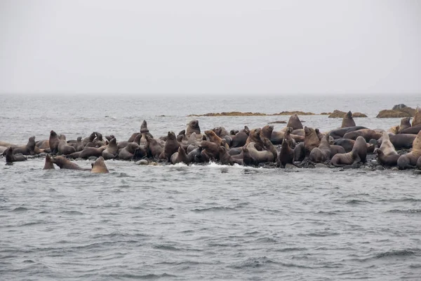 Vue Des Lions De Mer Reposant Sur La Plage Sur La Côte — Photo