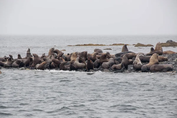 Vue Des Lions Mer Reposant Sur Plage Sur Côte Alaska — Photo