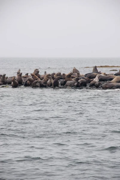 Vue Des Lions De Mer Reposant Sur La Plage Sur La Côte — Photo