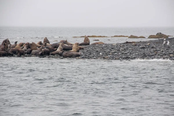 Vy av sjölejon som vilar på stranden vid kusten — Stockfoto