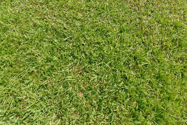 Çayırdaki yeşil çimenler — Stok fotoğraf