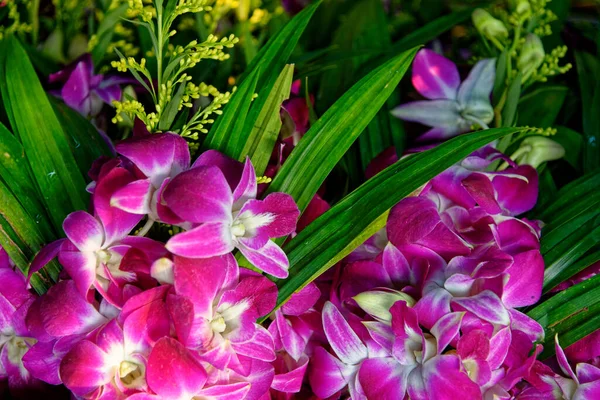 Közös Thai Lila Orchidea Virág Tartozó Orchidaceae Egy Sokszínű Széles — Stock Fotó