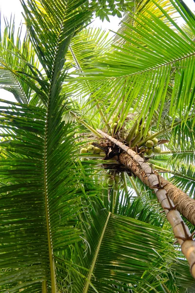 Καρύδα Palm Tree Ταϊλάνδη — Φωτογραφία Αρχείου