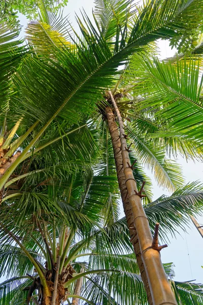 Καρύδα Palm Tree Ταϊλάνδη — Φωτογραφία Αρχείου