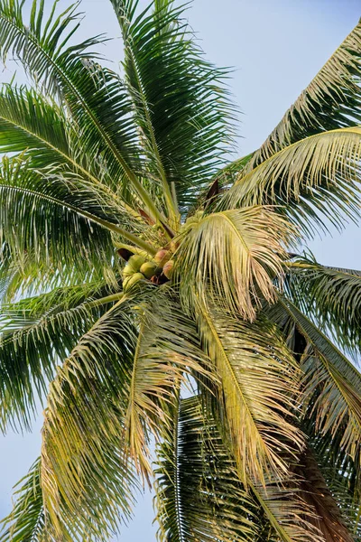 Καρύδα Palm Tree Ταϊλάνδη — Φωτογραφία Αρχείου