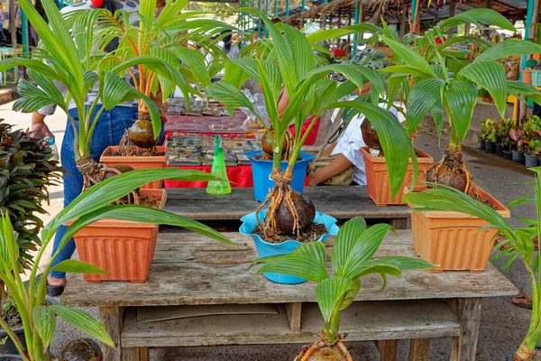 若いココナッツの植物 古い茶色のココナッツから出てくる緑の葉とココナッツの木の芽 農場にココナッツの木を植える — ストック写真