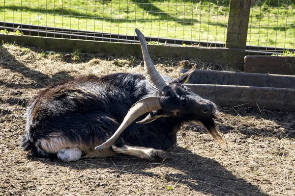 Billy Goat Uma Fazenda Rural Inglesa Aldeia — Fotografia de Stock