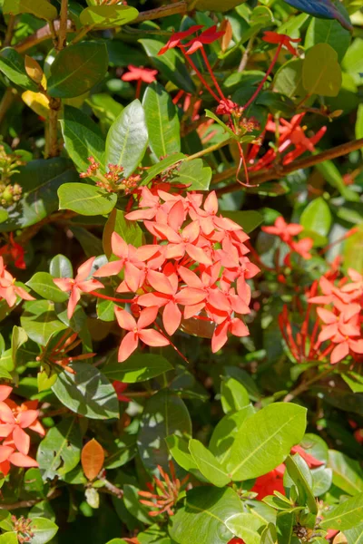West Indian Jasmine Ixora Genus Flowering Plants Family Rubiaceae Only — Stock Photo, Image