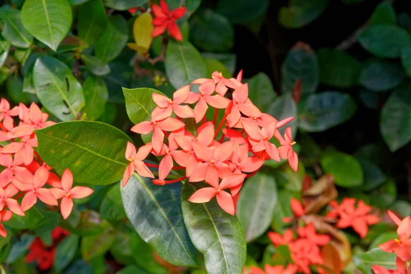 West Indian Jasmine Ixora Genus Flowering Plants Family Rubiaceae Only — Stock Photo, Image