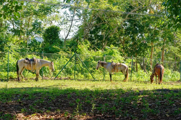 Horses resting on a field in Vinales Valley, Cuba