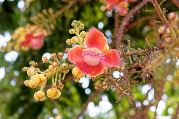 Blooming Cannon Ball Tree Flower Scientific Name Couroupita Guianensis Flower — Stock Photo, Image