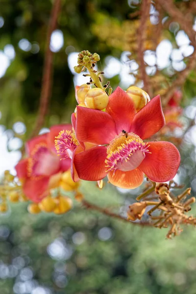 Blooming Cannon Ball Tree Flower Scientific Name Couroupita Guianensis Flower — Stock Photo, Image