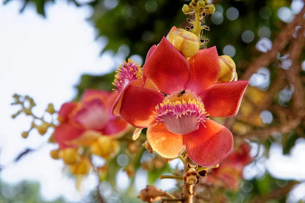 Blooming Cannon Ball Tree Flower Scientific Name Couroupita Guianensis Flower — Stock Photo, Image