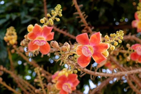 Blooming Cannon Ball Tree Flower Scientific Name Couroupita Guianensis Flower — Stock Photo, Image