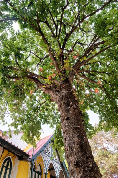 Cannonball Tree Couroupita Guianensis Aubl Αρκούδες Και Άνθη — Φωτογραφία Αρχείου