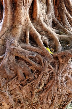 Tayland, Ayutthaya, Wat Phanan Choeng, Budist tapınağı - 21 Temmuz 2020