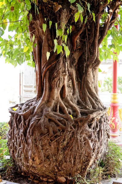 Vista Vicino Magnifico Vecchio Albero Thailandia Ayutthaya Wat Phanan Choeng — Foto Stock