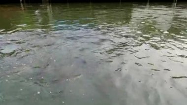 Bangkok, Tayland 'daki Chao Phraya nehrinde yayın balığı beslemek - 20 Ocak 2020