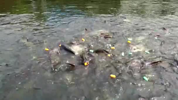 Feeding Catfish Chao Phraya River Bangkok Thailand 20Th January 2020 — Stock Video