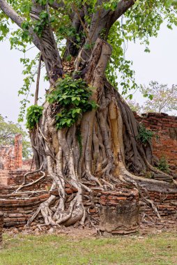 Tayland, Wat Mahathat, Ayutthaya City, Tayland - 21 Ocak 2020