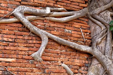 Eski Budist tapınağı Wat Mahathat, Sukhothai, UNESCO Dünya Mirası Alanı, Tayland, Asya - 21 Ocak 2020