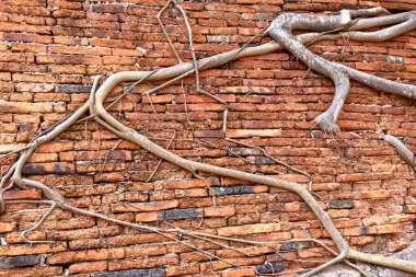 Eski Budist tapınağı Wat Mahathat, Sukhothai, UNESCO Dünya Mirası Alanı, Tayland, Asya - 21 Ocak 2020