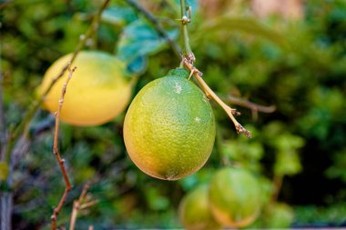 Olgun sarı limon meyveli limon ağacı yaprakların arasında bir dalda asılı duruyor. Doğada limon, Arbatax, Sardunya 'da limon ağacının meyvesi.