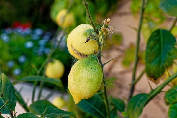 Limone Con Frutta Gialla Matura Appesa Ramo Tra Foglie Agrumi — Foto Stock