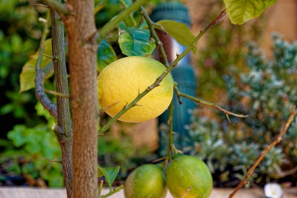 Árbol Limón Con Fruta Amarilla Madura Limón Colgando Una Rama —  Fotos de Stock