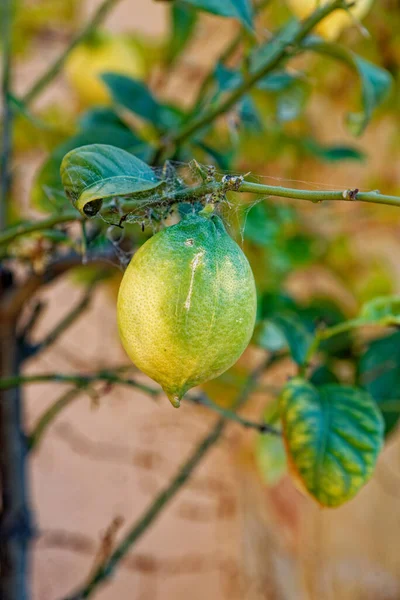 Citronový Strom Zralým Žlutým Citronovým Ovocem Visícím Větvi Mezi Listy — Stock fotografie