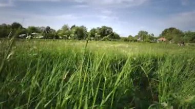 18 Mayıs 2020 Reading, Berkshire, İngiltere 'de Kennet Nehri ve Kennet ve Avon Kanalı boyunca yürümek