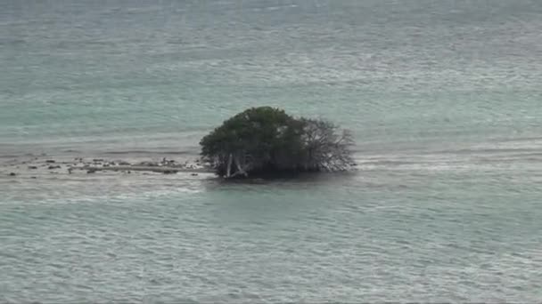 Vue Sur Côte Ouest Côte Aruba Oranjestad Caraïbes Îles Sous — Video